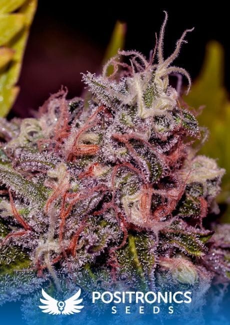 Caramel Ice Feminised Seeds-PS-Caramel-Ice-Fem