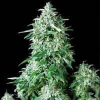 Cum Laude Feminised Seeds-PS-Cum-Laude-Fem