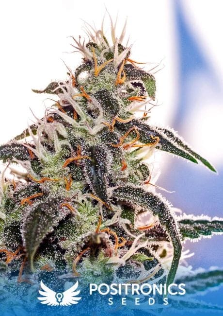 Claustrum Feminised Seeds-PS-Claustrum-Fem
