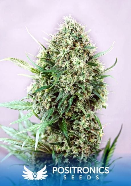 Jack Diesel Feminised Seeds-PS-Jack-Diesel-Fem