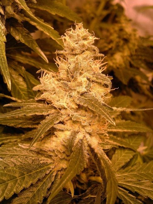 Kush Auto Feminised Seeds-FMLAK