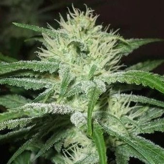 Speed Bud Auto Feminised Seeds-FMLSB