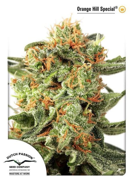 Orange Hill Special Feminisiert Samen-dp-OrangeHillSpecial-fem