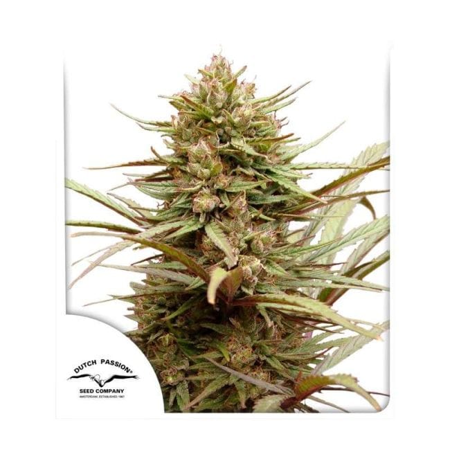 ComPassion CBD Feminizowane Nasiona-dp-ComPassion-fem