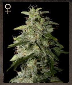 Money Maker Feminised Seeds-SH-MOMA