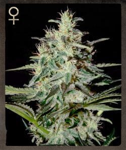 White Lemon Feminised Seeds-SH-WHLE