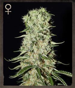 Damnesia Feminised Seeds-SH-DMNS