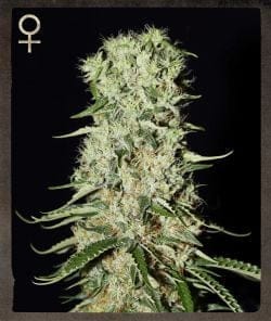 Damnesia Feminised Seeds-SH-DMNS