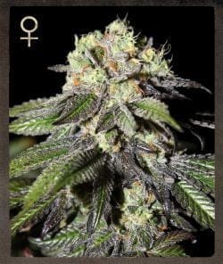 Caboose Feminised Seeds-SH-CABO