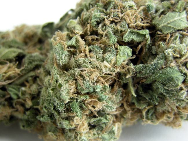 Original Skunk #1 Regular Seeds-SMAN-ORSK-REG
