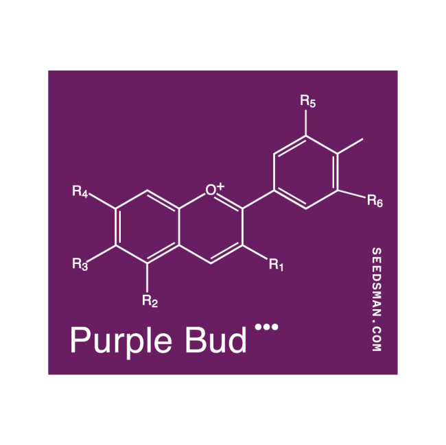Purple Bud Regular Semillas-SMAN-PRPB-REG