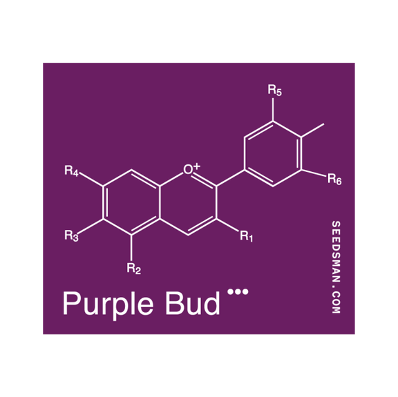 Purple Bud Regelmäßig Saatgut-SMAN-PRPB-REG