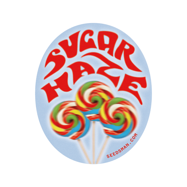 Sugar Haze Regular Seeds-SMAN-SUHZ-REG