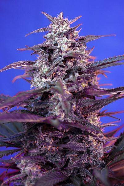 Bloody Skunk Auto Feminised Seeds-SS-BS-Auto-Fem