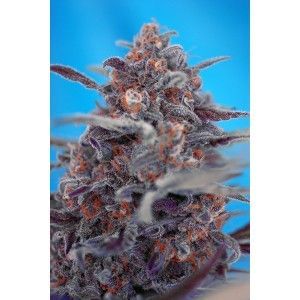 Devil Cream Auto Feminised Seeds-SS-DC-Auto-Fem