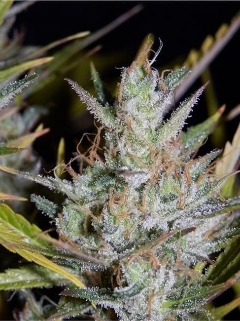 Hubbabubbasmelloscope Auto Feminised Seeds-MEPH-HUBB-Auto-Fem