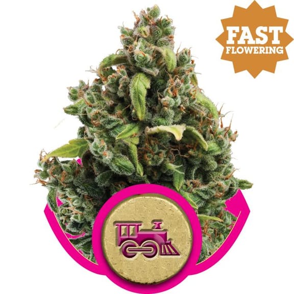 Candy Kush Express Fast Feminised Seeds-RQS-CNKU-Fast-Fem