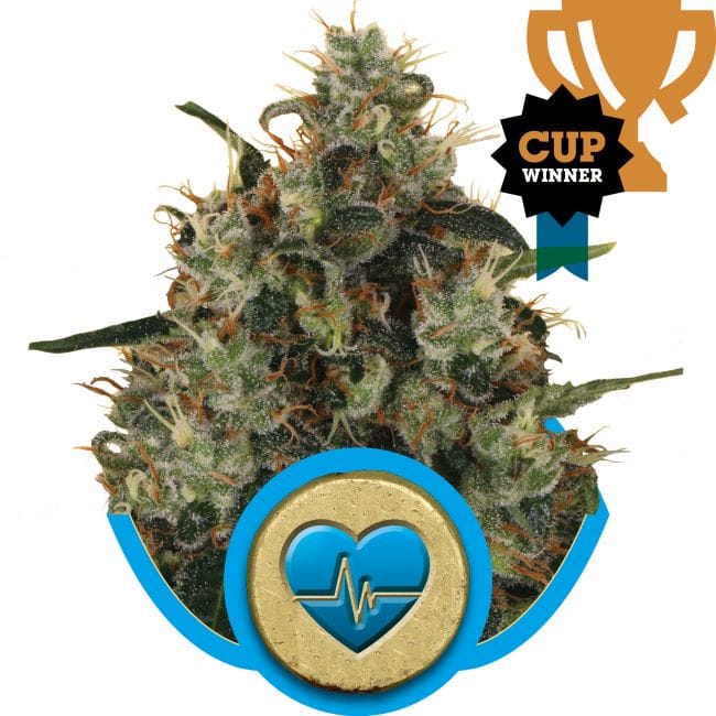 Medical Mass CBD Feminiseret Frø-RQS-MDMS-CBD-FEM