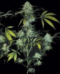 Bubble Gum Feminised Seeds-THS-S047