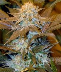 Critical Hog Feminised Seeds-THS-S039