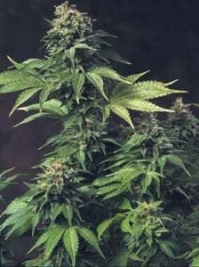 Akorn Feminised Seeds-THS-S042