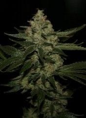 UnderDawg Feminised Seeds-THS-S043
