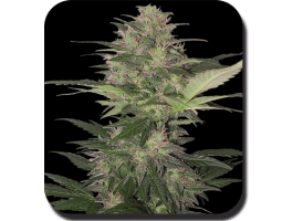 Red Dwarf Auto Feminised Seeds-BS-SBS4602