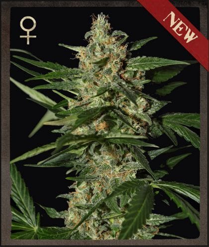 Damnesia Auto Feminised Seeds-SH-DAMN-AUTO