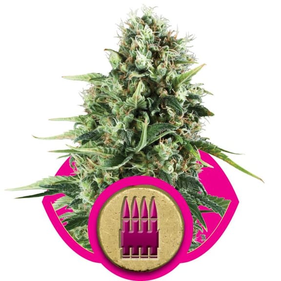 Royal AK Feminised Seeds-RQS-RYAK-Fem