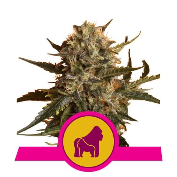Mother Gorilla (formerly Royal Madre) Feminised Seeds-RQS-RMDR-Fem