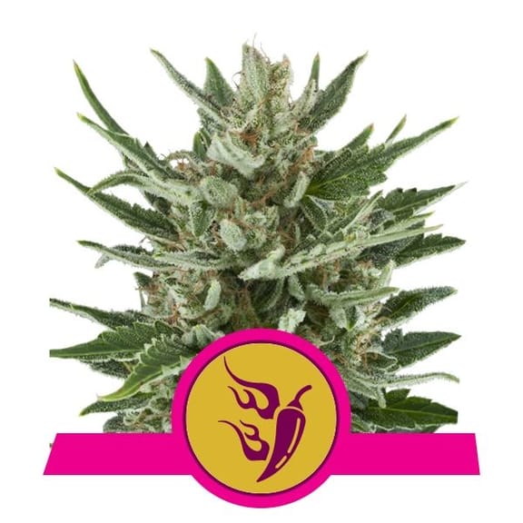 Speedy Chile Fast Feminised Seeds-RQS-SPCH-Fem