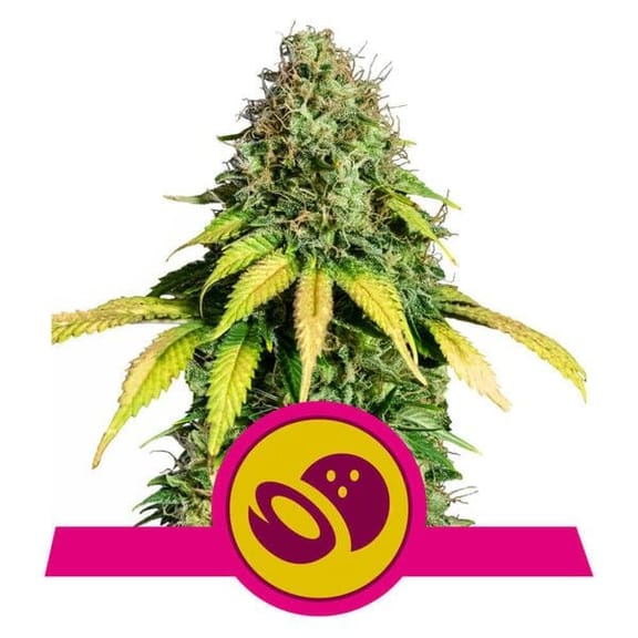 Somango XL Feminised Seeds-RQS-SMGO-Fem