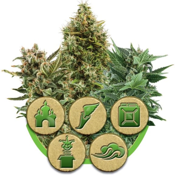 Mix Auto Feminised Seeds-RQS-AMIX-Auto-Fem