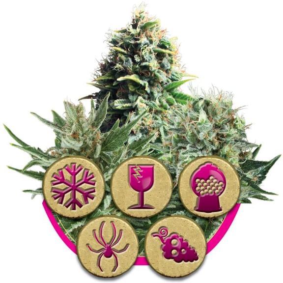 Feminized Mix Feminised Seeds-RQS-FMIX-Fem