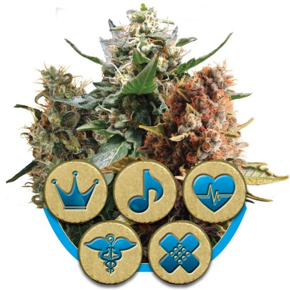 Medical Mix CBD Feminised Seeds-RQS-MDMX-CBD-FEM