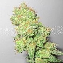 Y Griega CBD Feminised Seeds-MS-YCBD-Fem