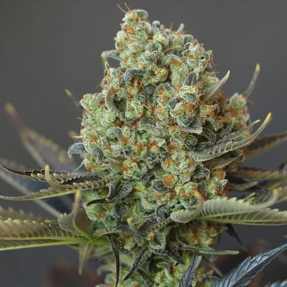 Bling Bling Haze BCN Auto Feminised Seeds-BLIM-BLI