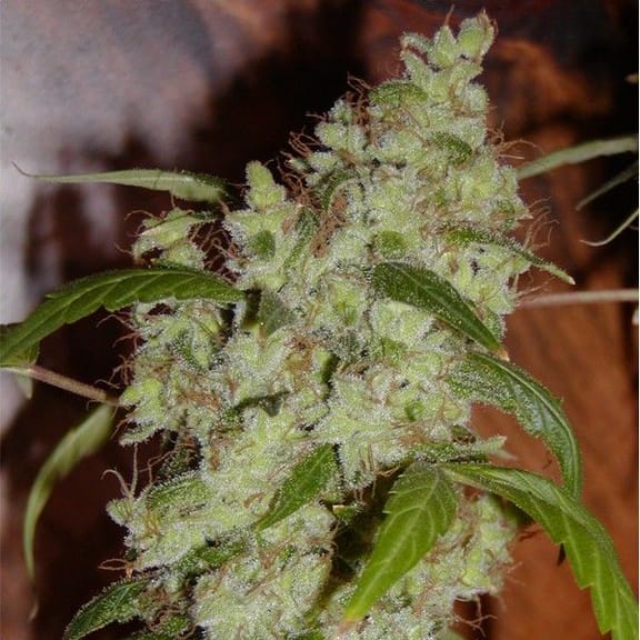 Fruity M Mas BCN Feminised Seeds-BLIM-FMM