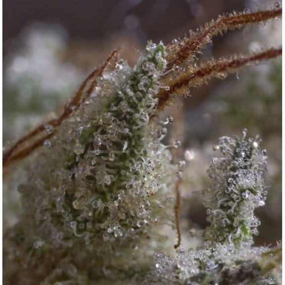 Nacho's Bud BCN Feminised Seeds-BLIM-NB