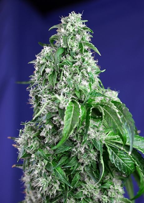 Big Devil F1 Fast Feminised Seeds-SS-BGDV-FAST-Fem