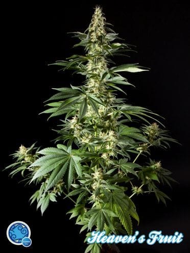 Diesel Tangie (formerly Heaven's Fruit) Feminised Seeds-PHIL-HVFRT-Fem