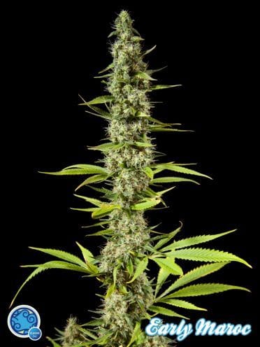 Early Maroc Feminised Seeds-PHIL-ERLM-Fem