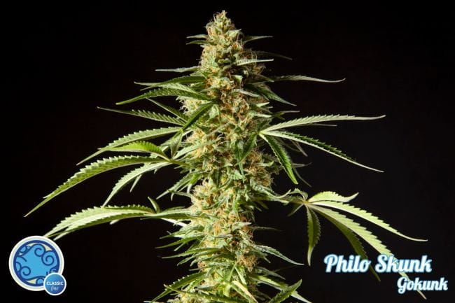 Philo Skunk Feminised Seeds-PHIL-GOKNK-Fem