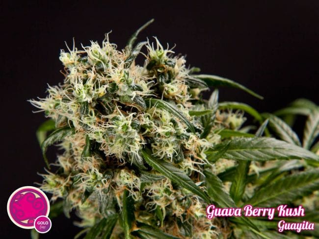 Guava Berry Kush Feminised Seeds-PHIL-GUAY-Fem