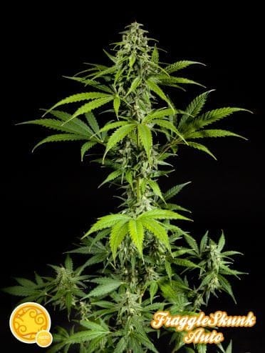 Fraggle Skunk Auto Feminised Seeds-PHIL-FRGSK-Fem-Auto