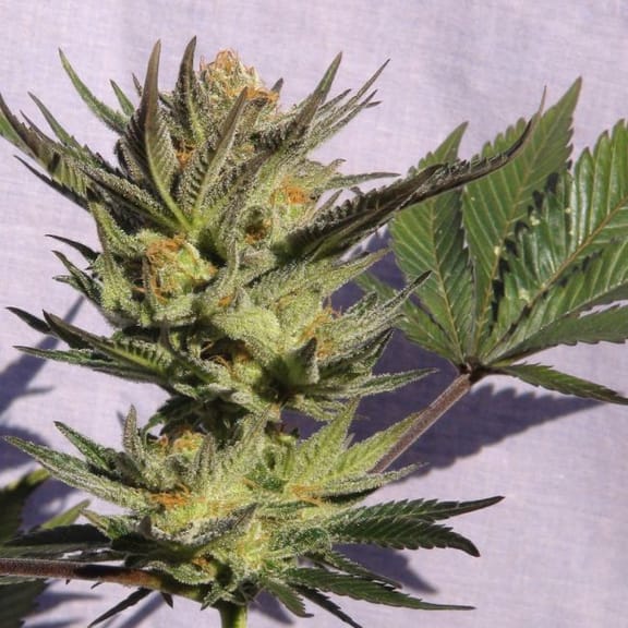 Gypsy Kush (Faraona) Feminised Seeds-KBFAR