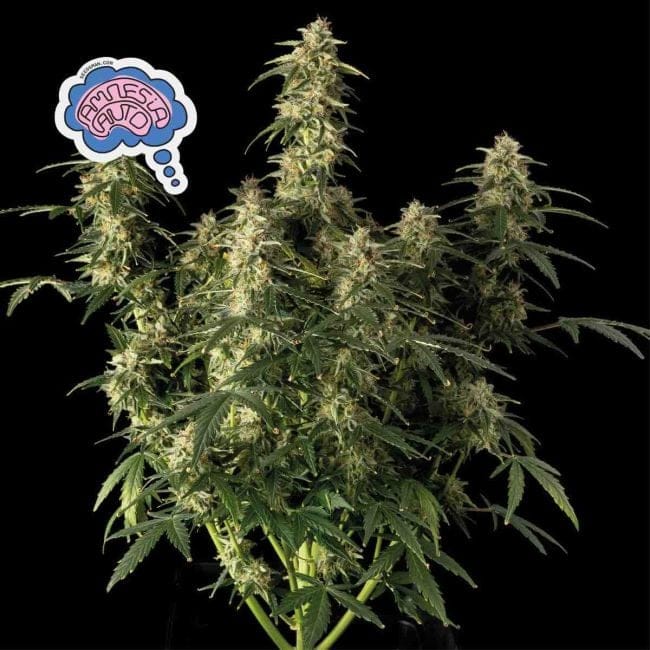 Amnesia Auto Feminised Seeds-auto-amnesia