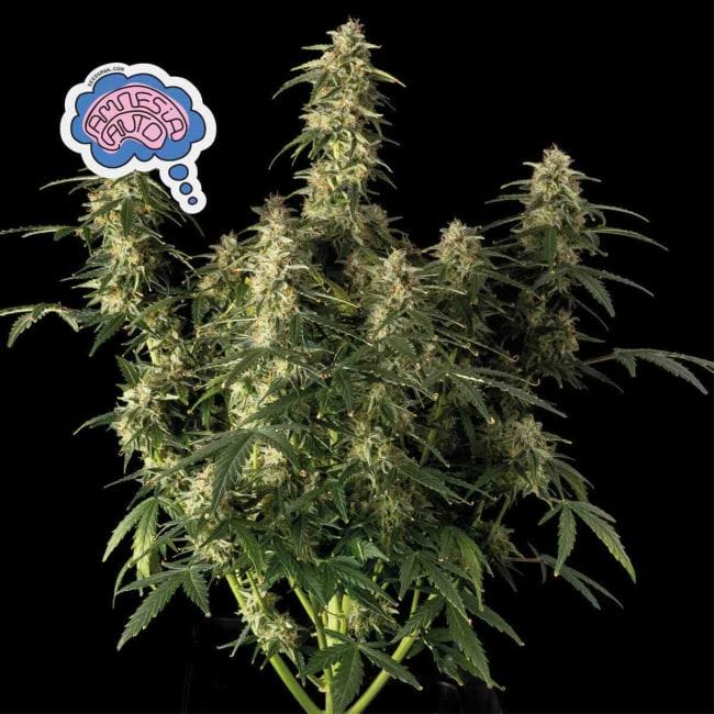 Amnesia Auto Féminisée Semences-auto-amnesia
