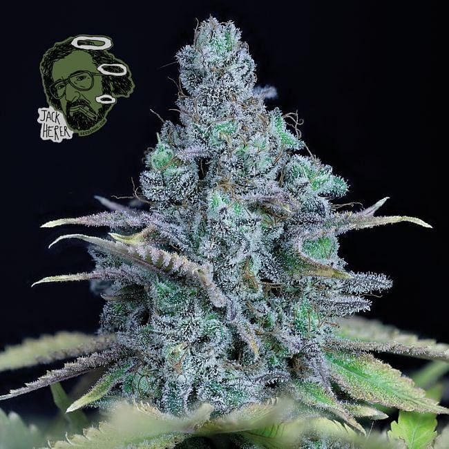 Jack Herer Feminised Seeds | Buy online now from Seedsman