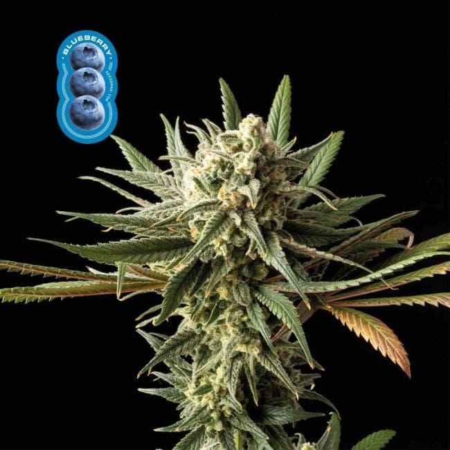 Blueberry Feminised Seeds-blueberry-fem